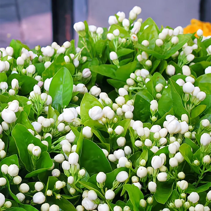 🔥Last Day 49% OFF-Double Jasmine Seeds🌿