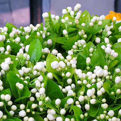 🔥Last Day 49% OFF-Double Jasmine Seeds🌿